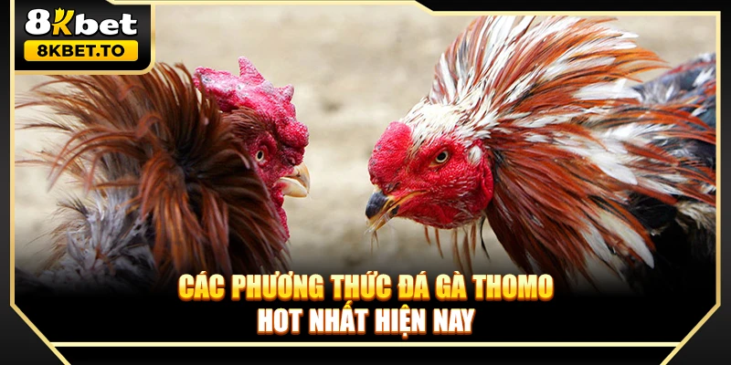Các phương thức đá gà Thomo hot nhất hiện nay