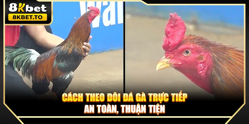 Cách theo dõi đá gà trực tiếp an toàn, thuận tiện