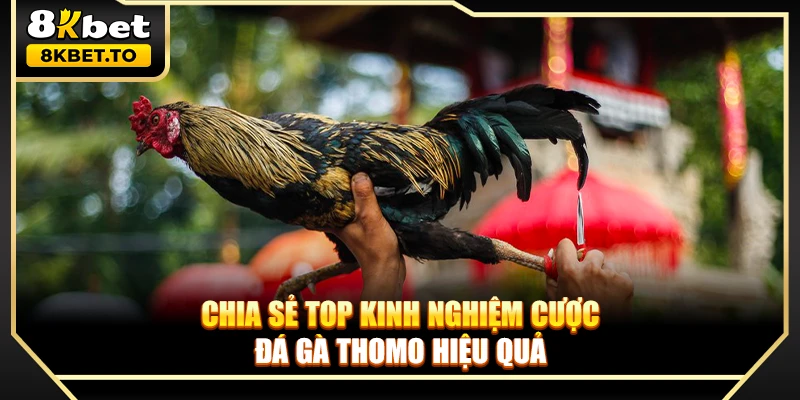 Chia sẻ top kinh nghiệm cược đá gà Thomo hiệu quả