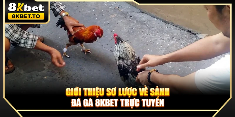 Giới thiệu sơ lược về sảnh đá gà 8KBET trực tuyến