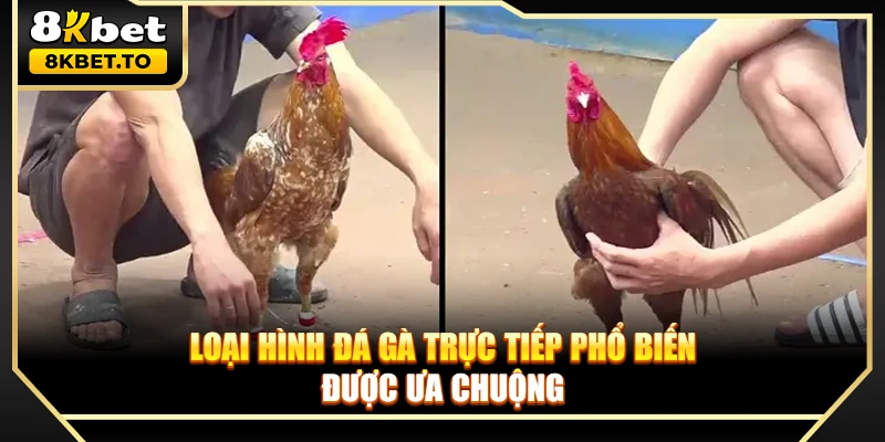 Loại hình đá gà trực tiếp phổ biến được ưa chuộng
